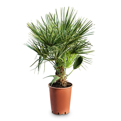 Chamaerops humilis Compacta - Mediterranean Fan Palm