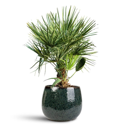 Chamaerops humilis Compacta - Mediterranean Fan Palm