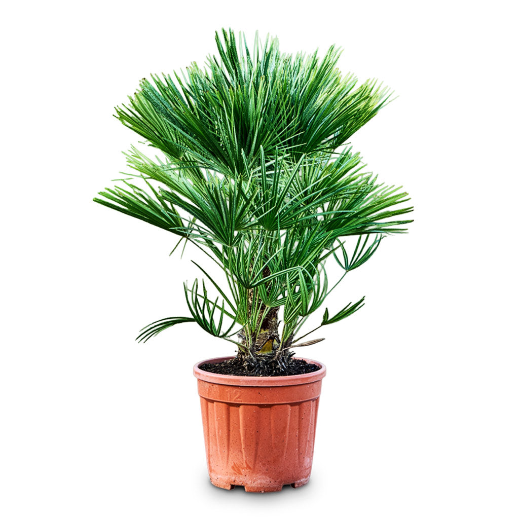 Chamaerops humilis Compacta - Mediterranean Fan Palm
