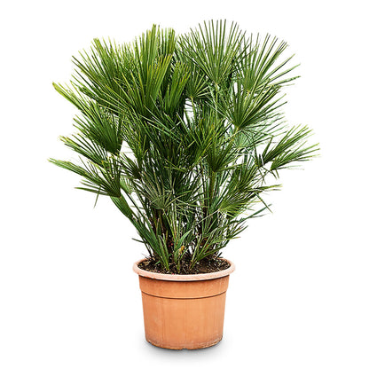 Chamaerops humilis Compacta - Mediterranean Fan Palm