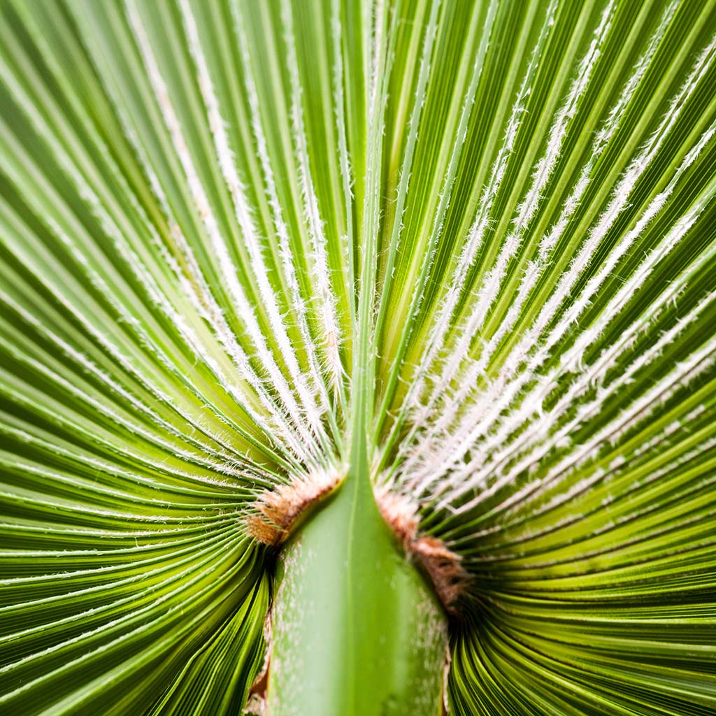 Chamaerops humilis Compacta - Mediterranean Fan Palm