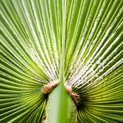 Chamaerops humilis Compacta - Mediterranean Fan Palm