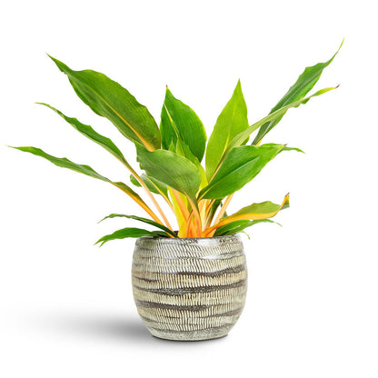 Manuel Plant Pot - Shiny Thyme