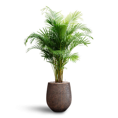 Opus Hit Darcy Planter - Large Plant Display