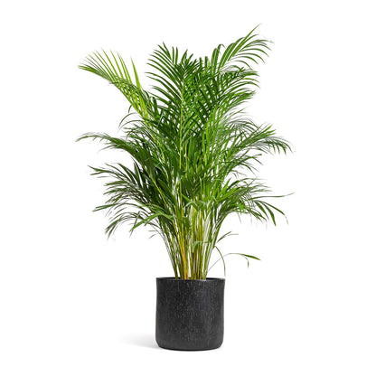 Raindrop Round Planter - XL Plant Display