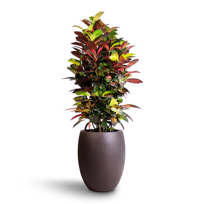 Grigio Tall Balloon - Large Plant Display