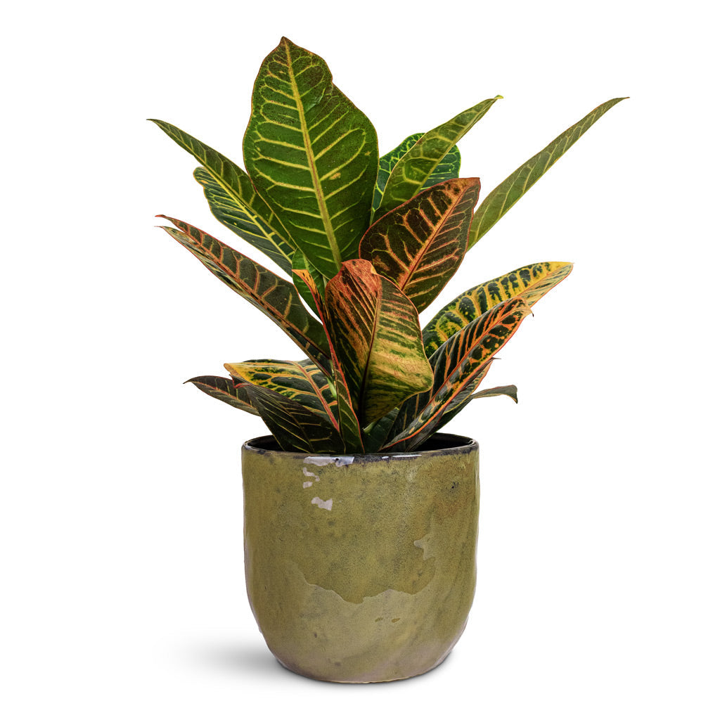Brian Plant Pot - Marrakesh