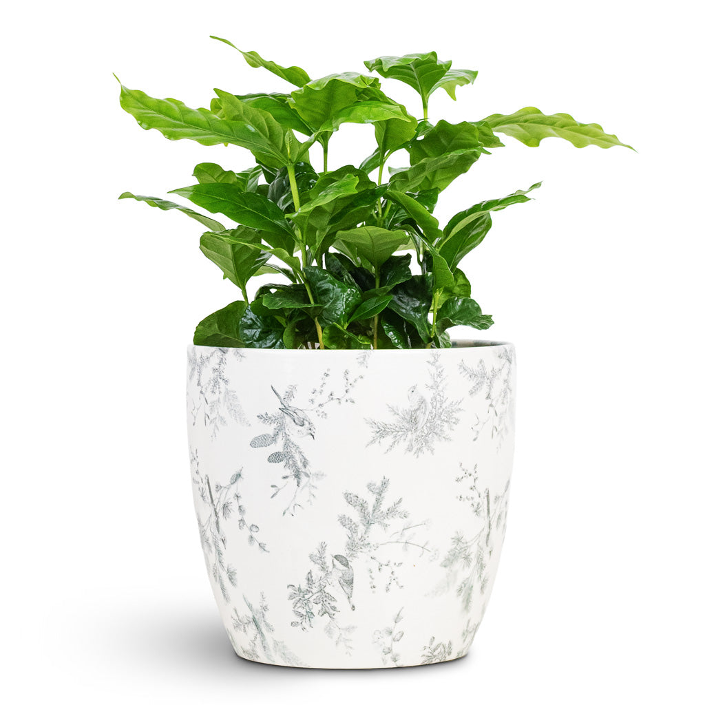 Monza Plant Pot - Vintage Bird
