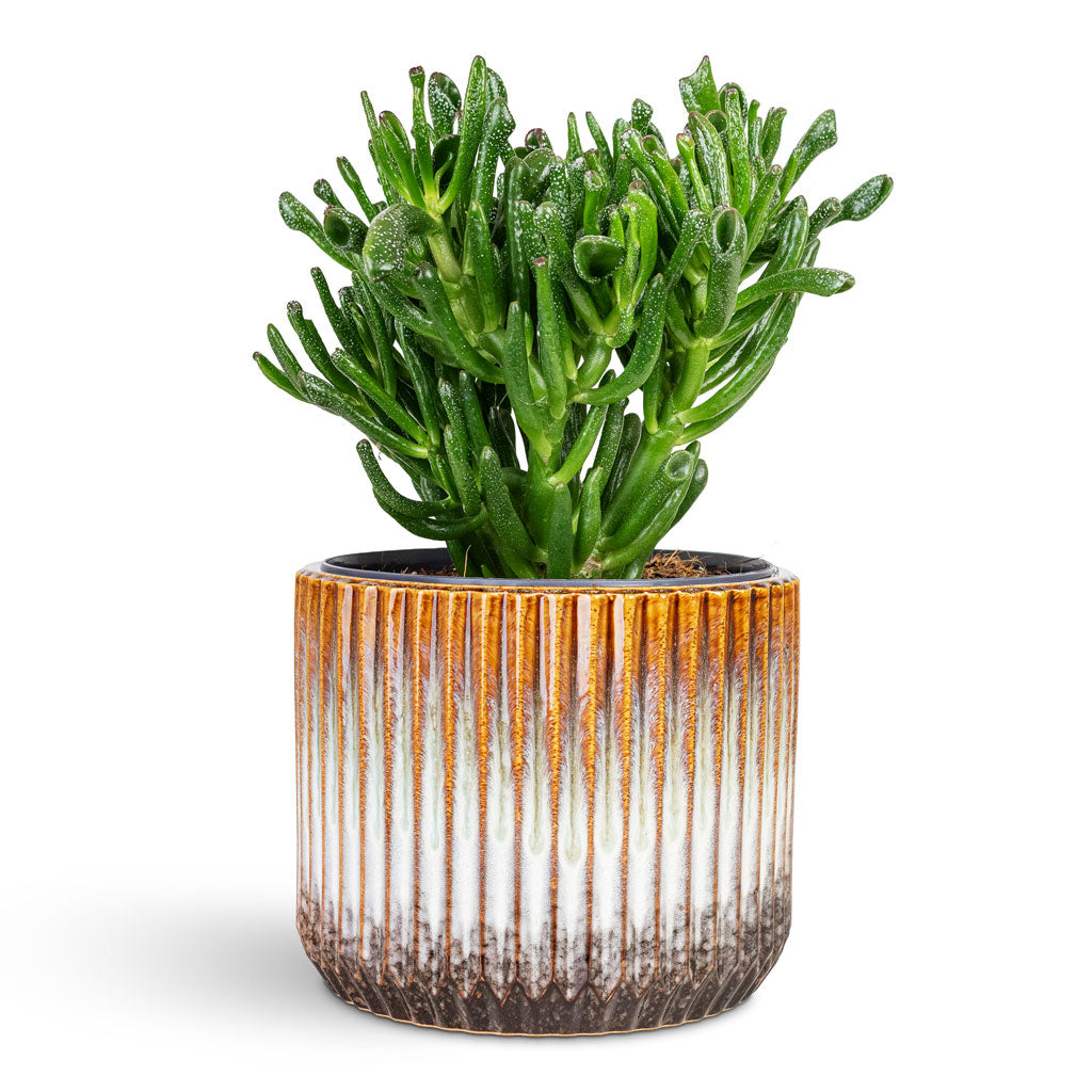 Willow Ribbed Plant Pot - Chocolate