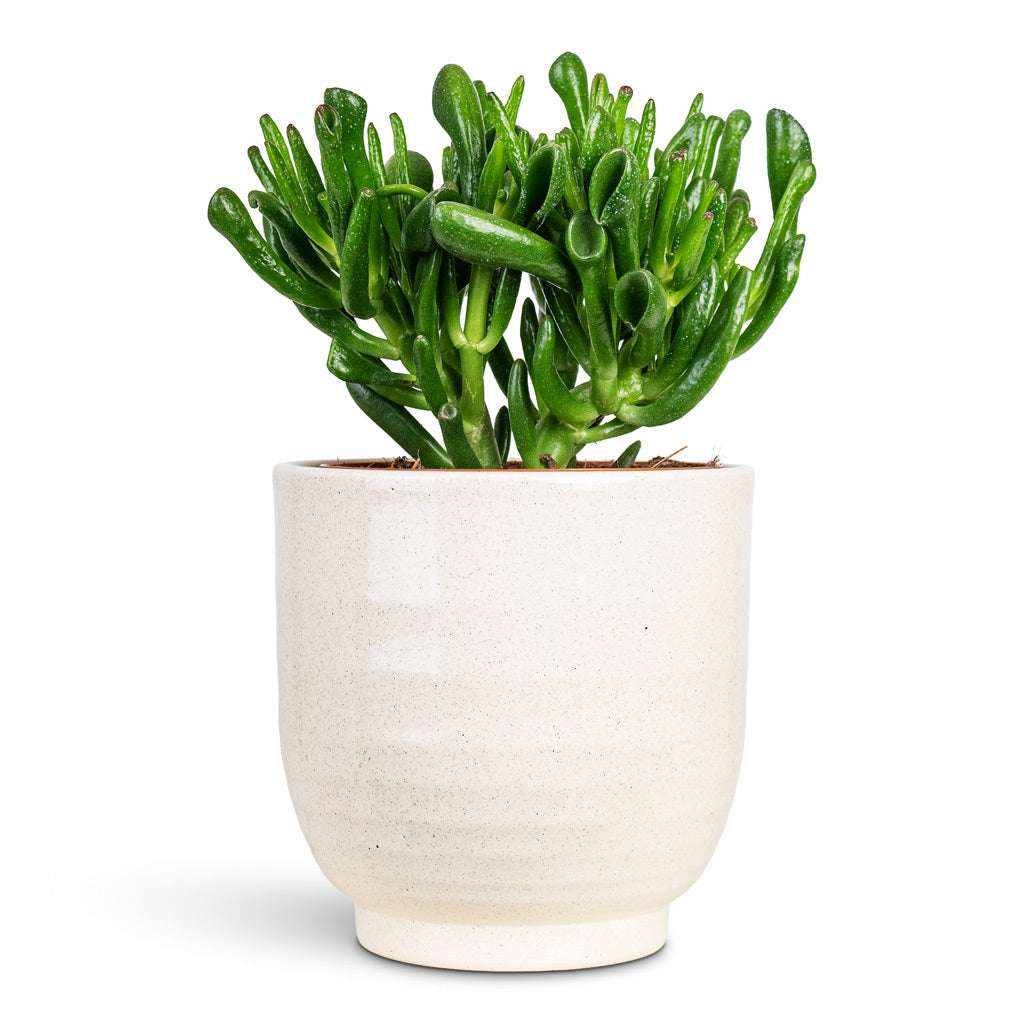 Crassula ovata Horn Tree