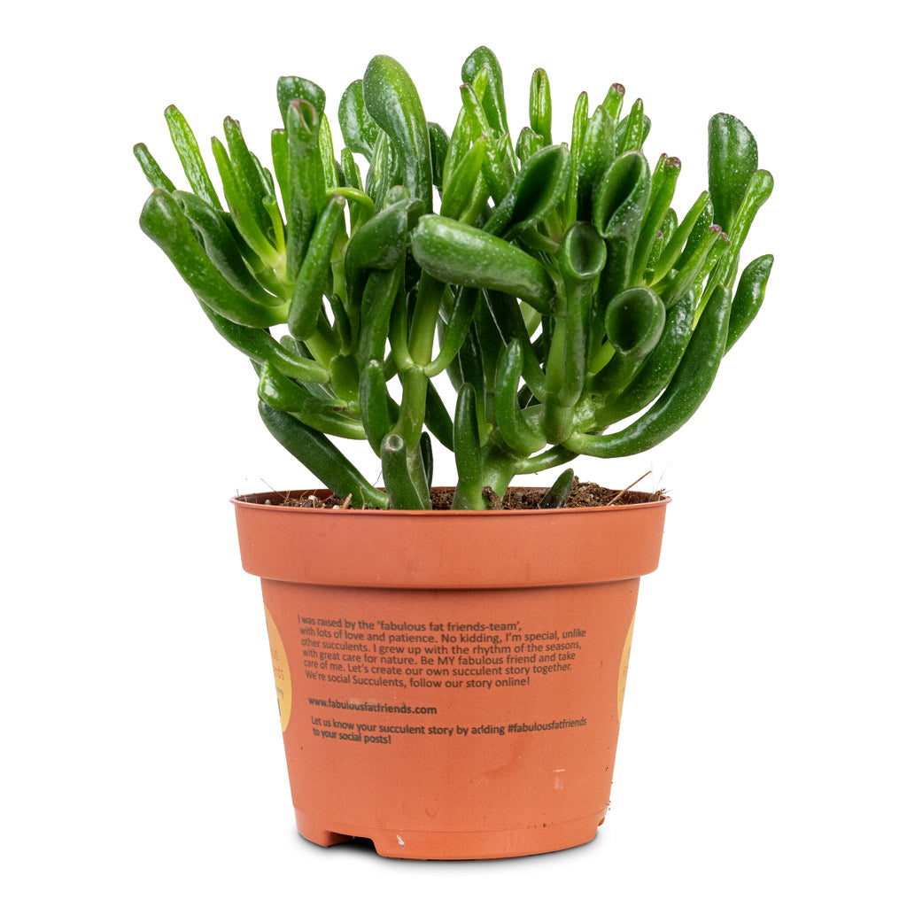 Crassula ovata Horn Tree