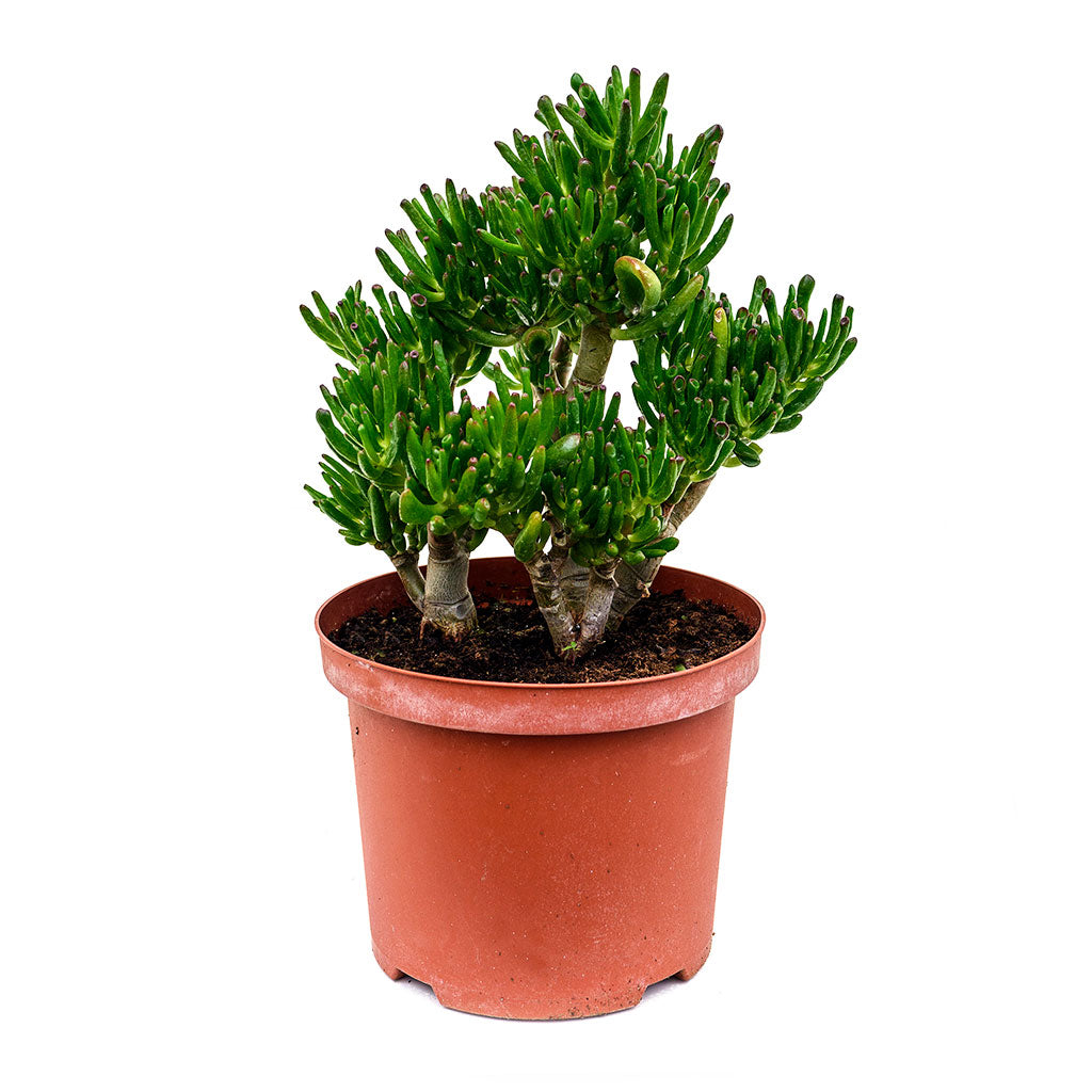 Crassula ovata Horn Tree