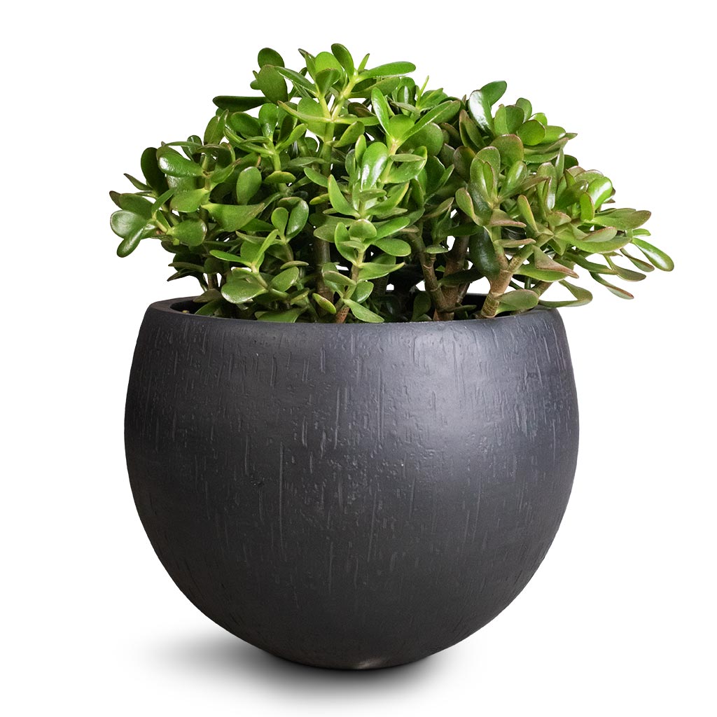 Raindrop Globe Planter - Large Plant Display