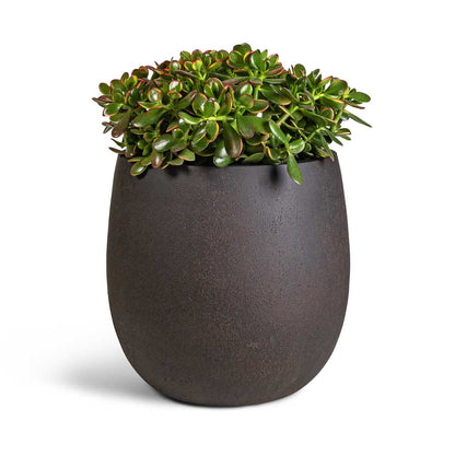 Grigio Balloon - Large Plant Display