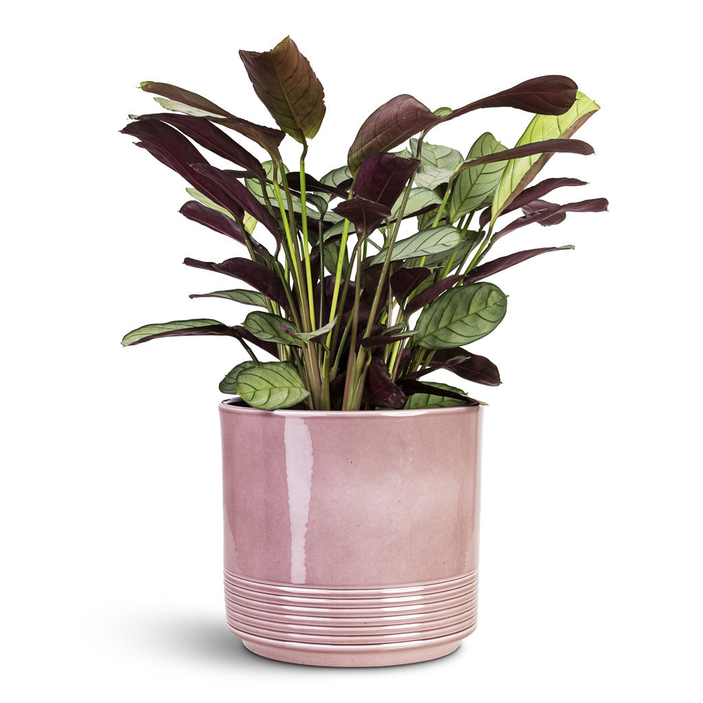 Munich Plant Pot - Rose Gloss