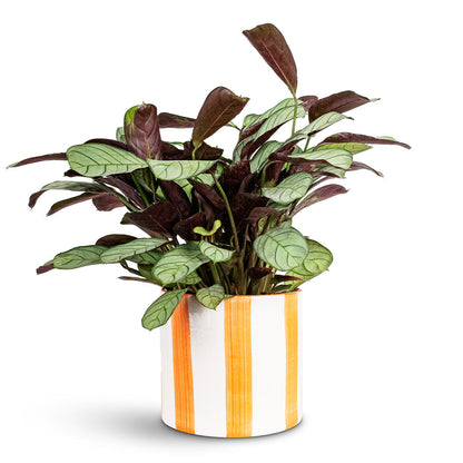 Paros Painted Plant Pot - Orange Stripe