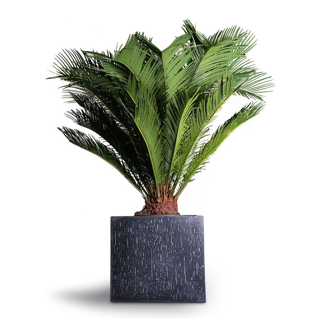Raindrop Cube Planter - Large Plant Display