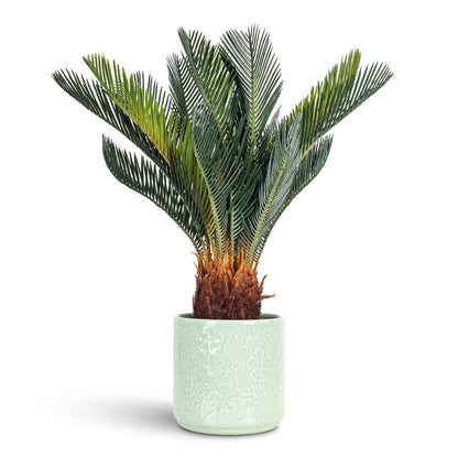 Cycas revoluta Palm - Potted - Artificial