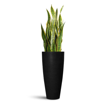 Dax Natural Tall Planter - XL Plant Display