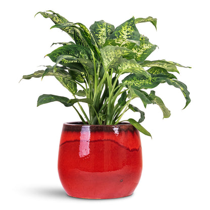 Charlotte Plant Pot - Red