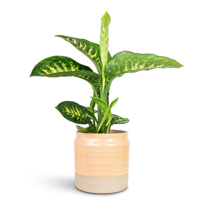 Dieffenbachia Reeva - Dumb Cane