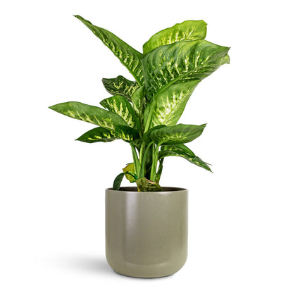 Lisbon Plant Pot - Greige