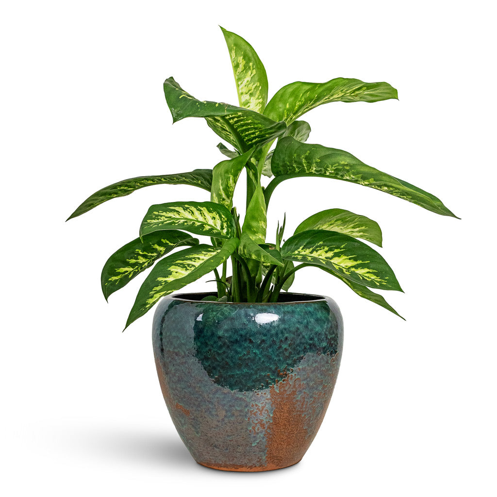 Dieffenbachia Reeva - Dumb Cane