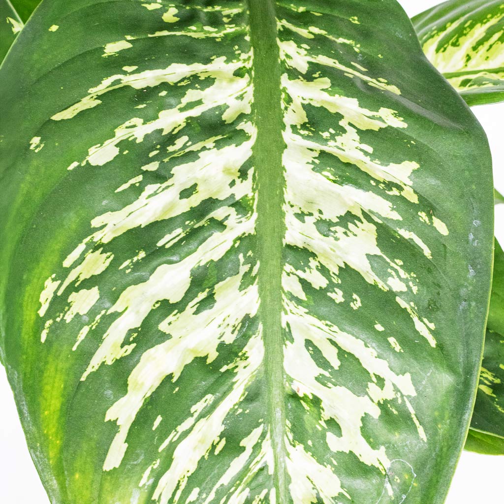 Dieffenbachia Reeva - Dumb Cane