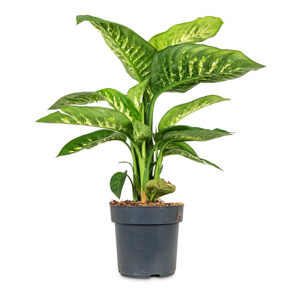 Dieffenbachia Reeva - Dumb Cane