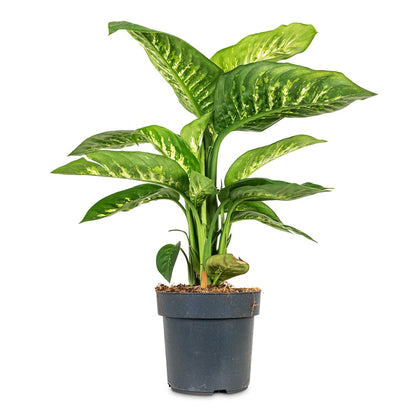 Dieffenbachia Reeva - Dumb Cane
