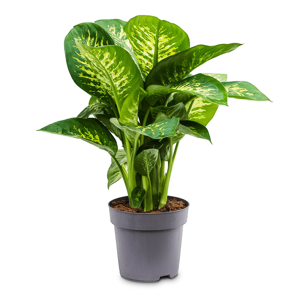 Dieffenbachia Reeva - Dumb Cane