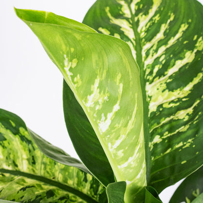 Dieffenbachia Reeva - Dumb Cane