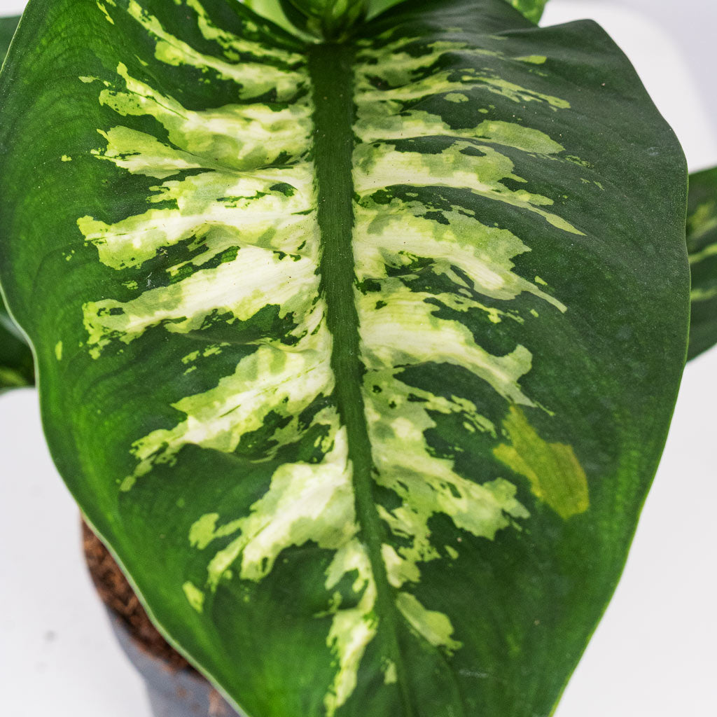 Dieffenbachia Reeva - Dumb Cane