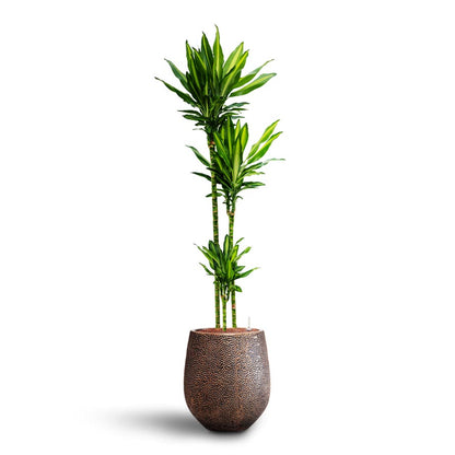 Opus Hit Darcy Planter - XL Plant Display