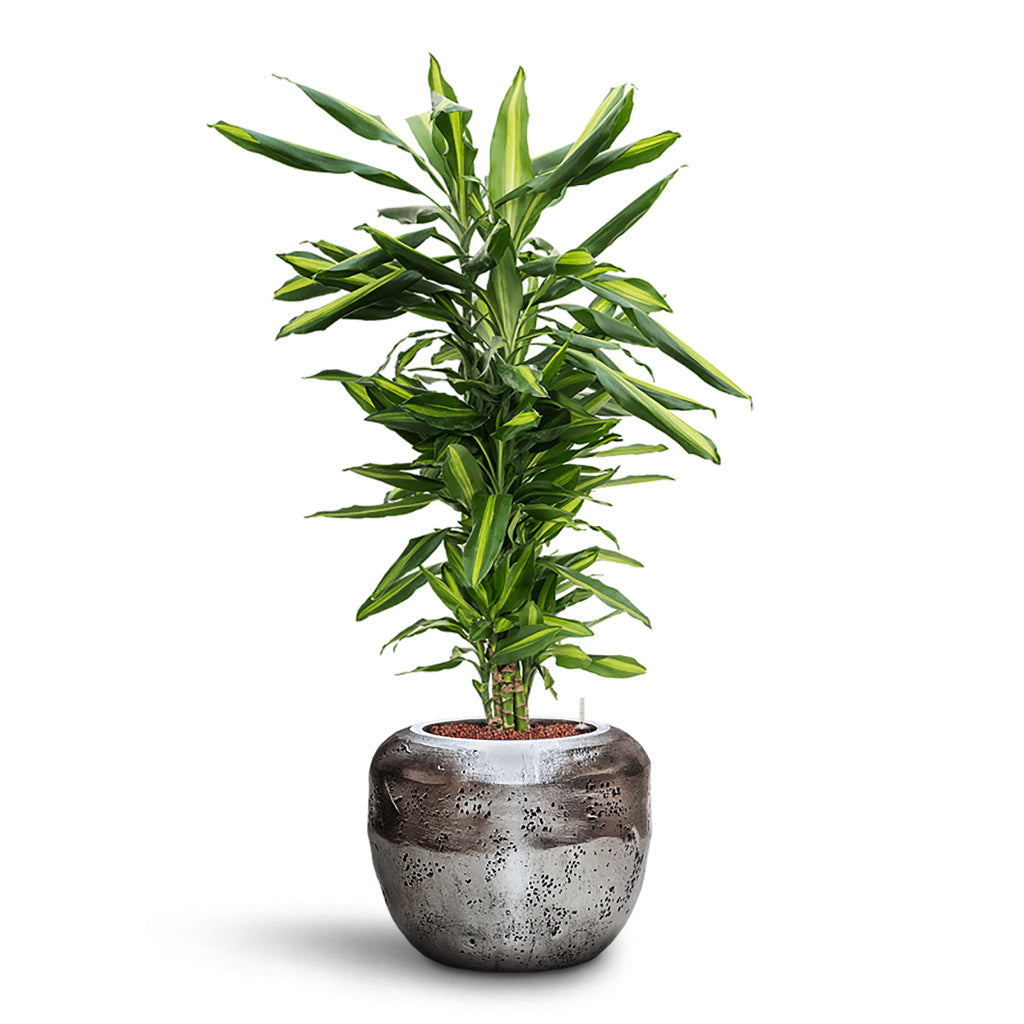 Opus Raw Couple Planter - XL Plant Display