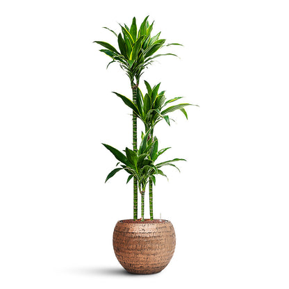 Opus Hammered Globe Planter - XL Plant Display