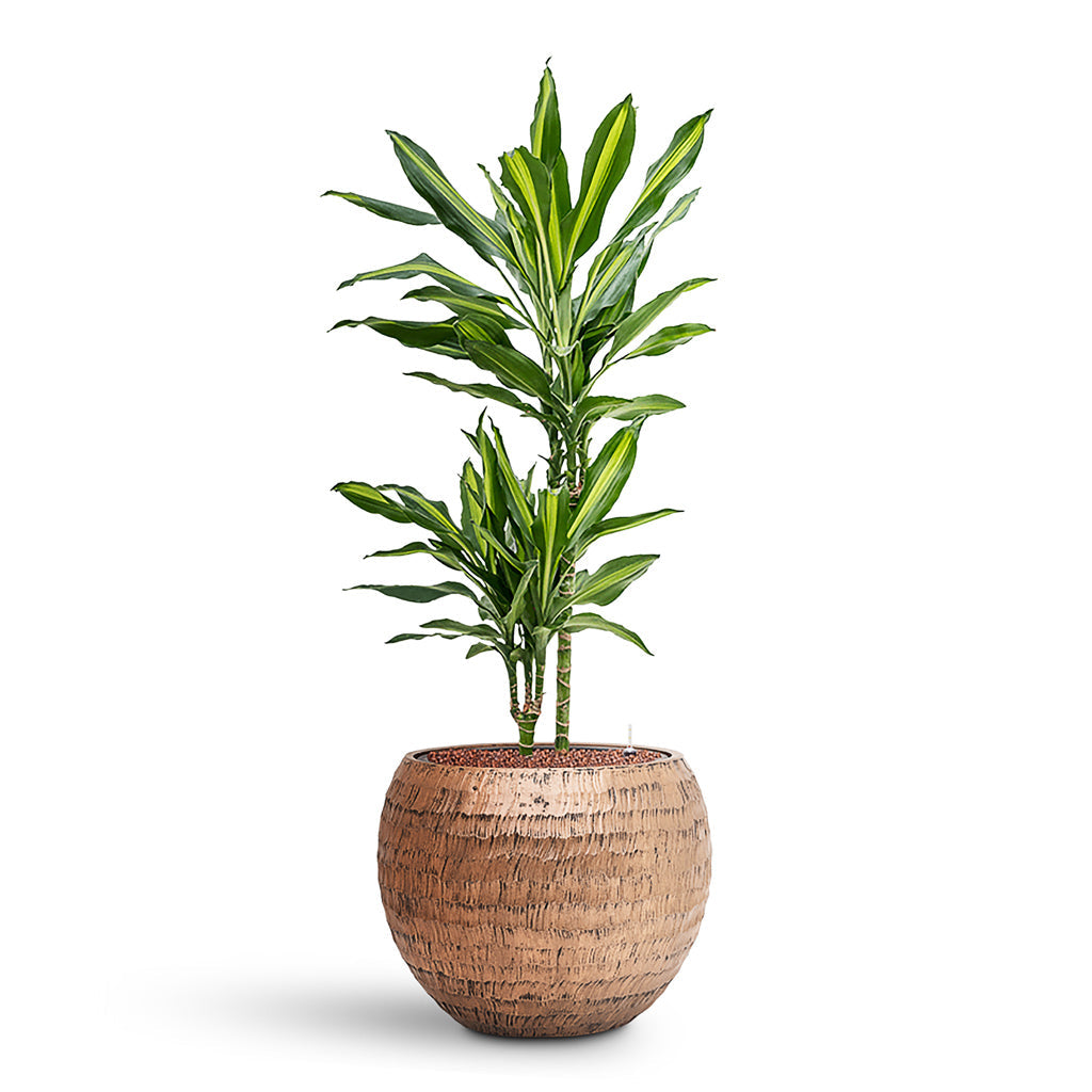 Opus Hammered Globe Planter - Large Plant Display