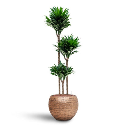 Opus Hammered Globe Planter - XL Plant Display