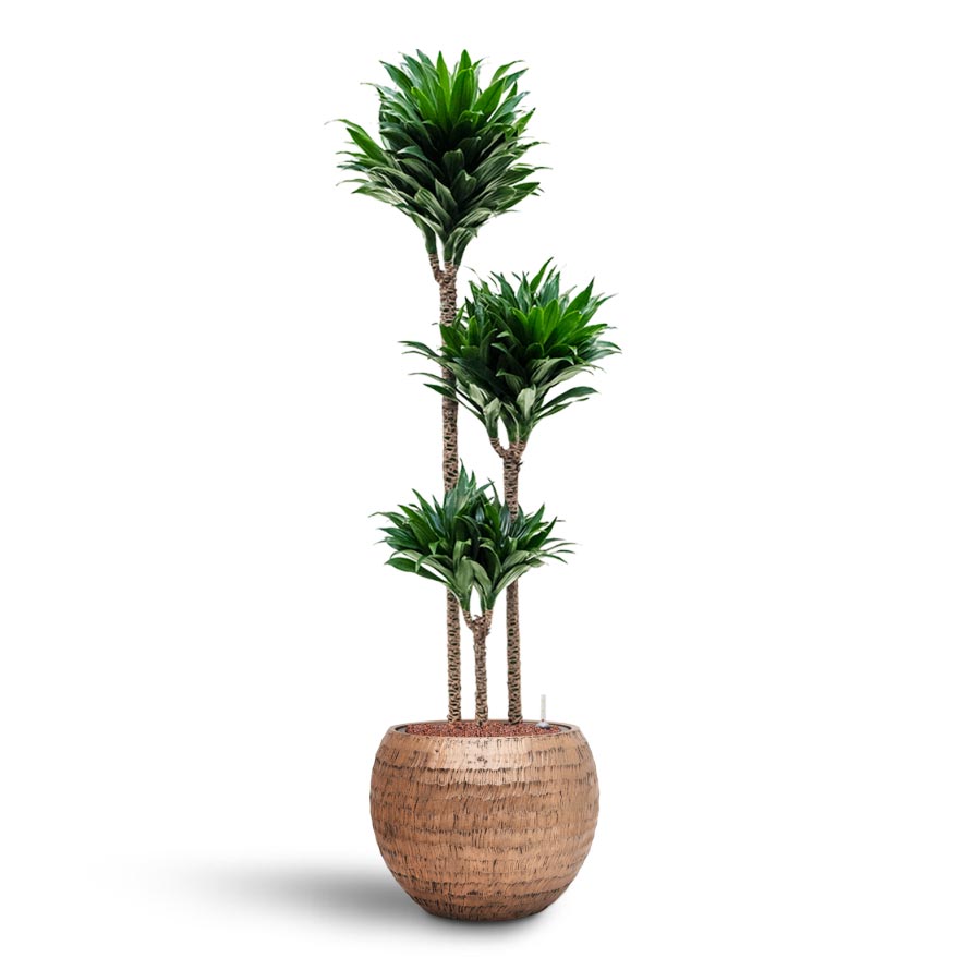 Opus Hammered Globe Planter - XL Plant Display