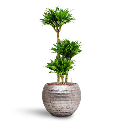 Opus Hammered Globe Planter - XL Plant Display
