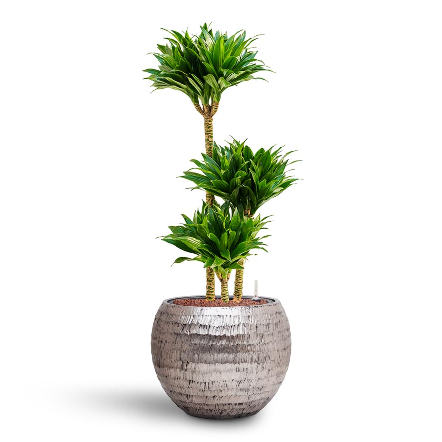 Opus Hammered Globe Planter - XL Plant Display