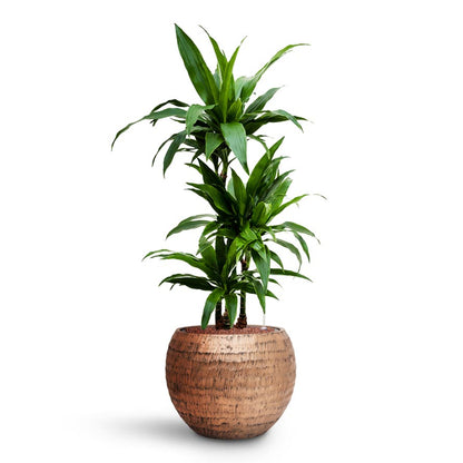 Opus Hammered Globe Planter - XL Plant Display