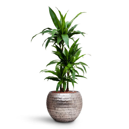 Opus Hammered Globe Planter - XL Plant Display