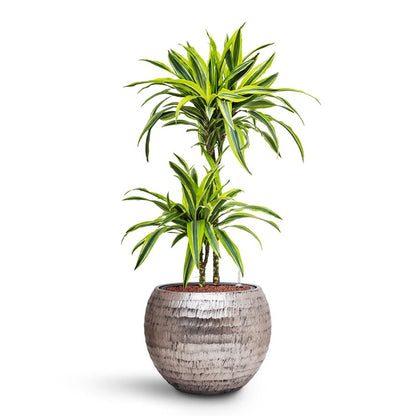 Opus Hammered Globe Planter - XL Plant Display