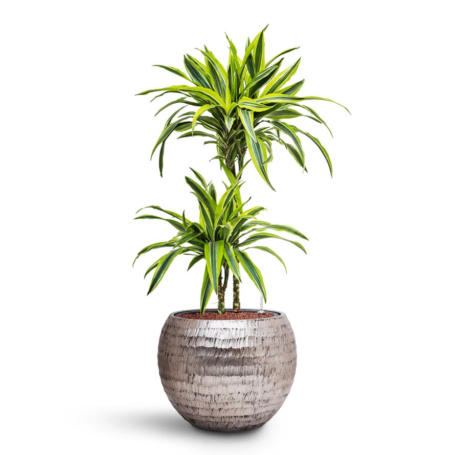 Opus Hammered Globe Planter - XL Plant Display