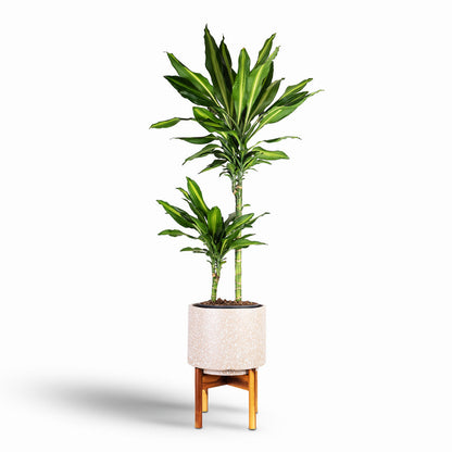 Valetta Plant Pot with Wooden Stand - Speckled Caramel