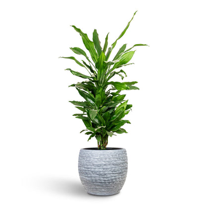 Manuel Plant Pot - Shiny Grey
