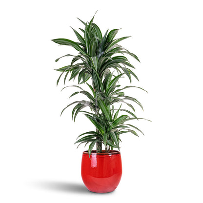 Charlotte Plant Pot - Red
