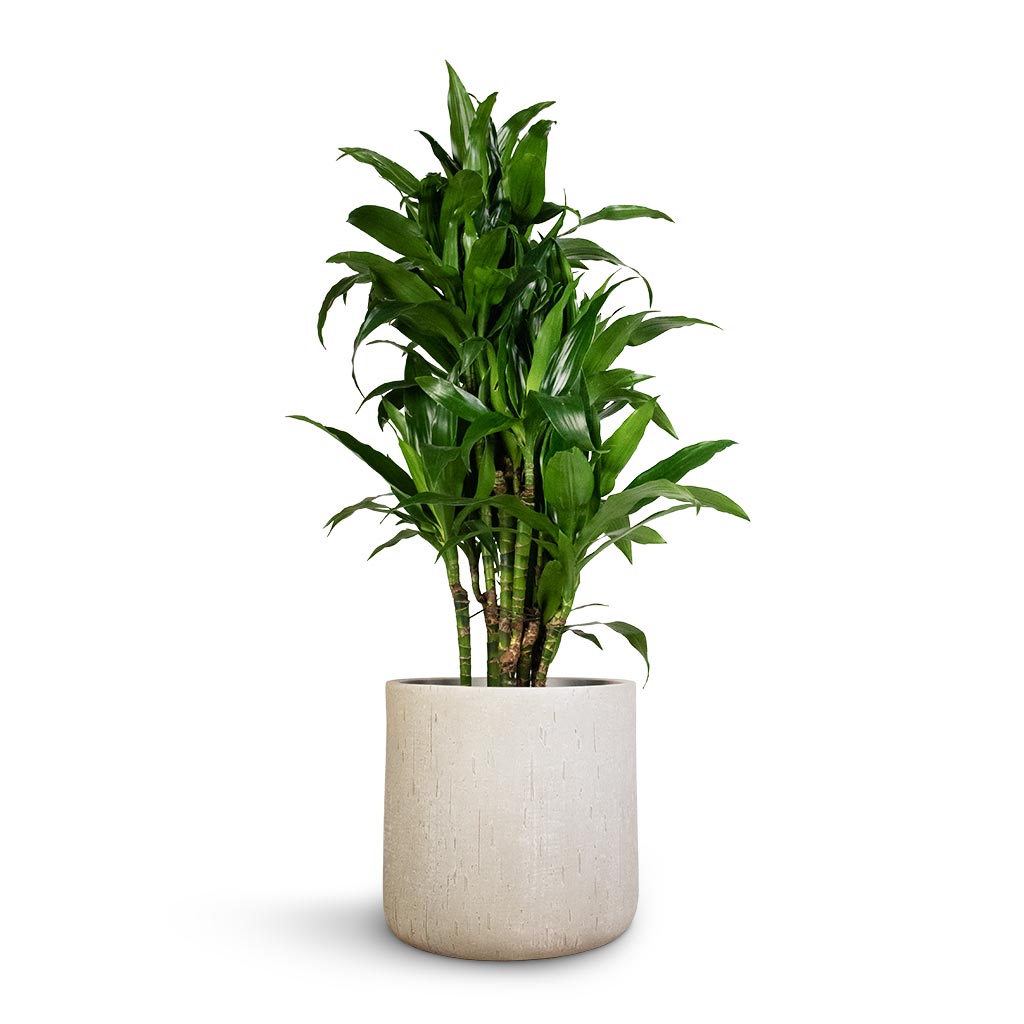 Raindrop Round Planter - Large Plant Display