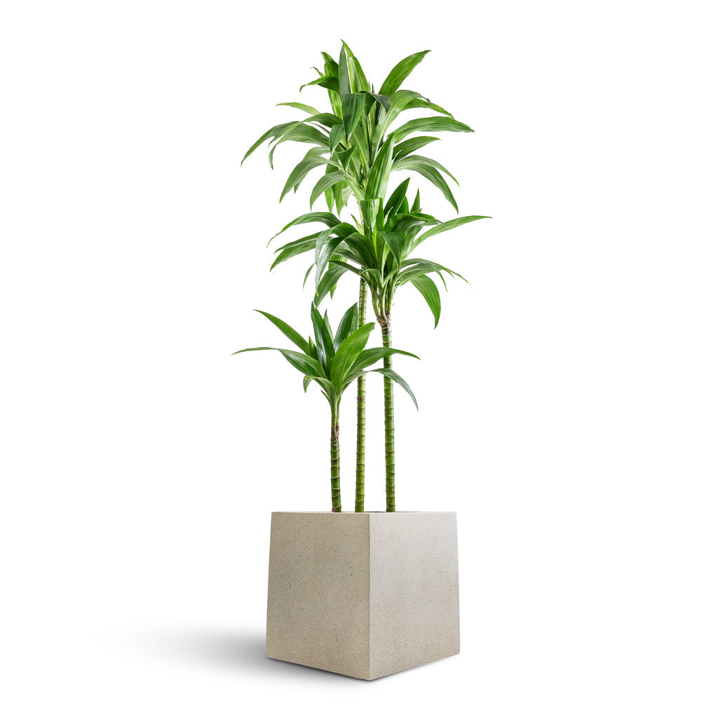 Grigio Cube Planter  - XL Plant Display